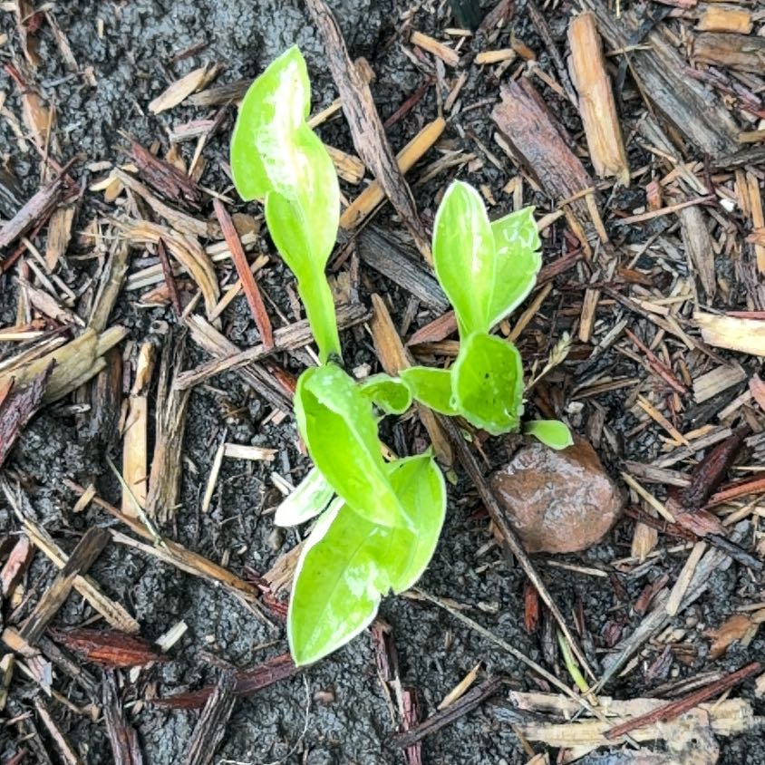 Photo of the plant species Sheep Sorrel by @HipClusia12 named Peter Parker on Greg, the plant care app