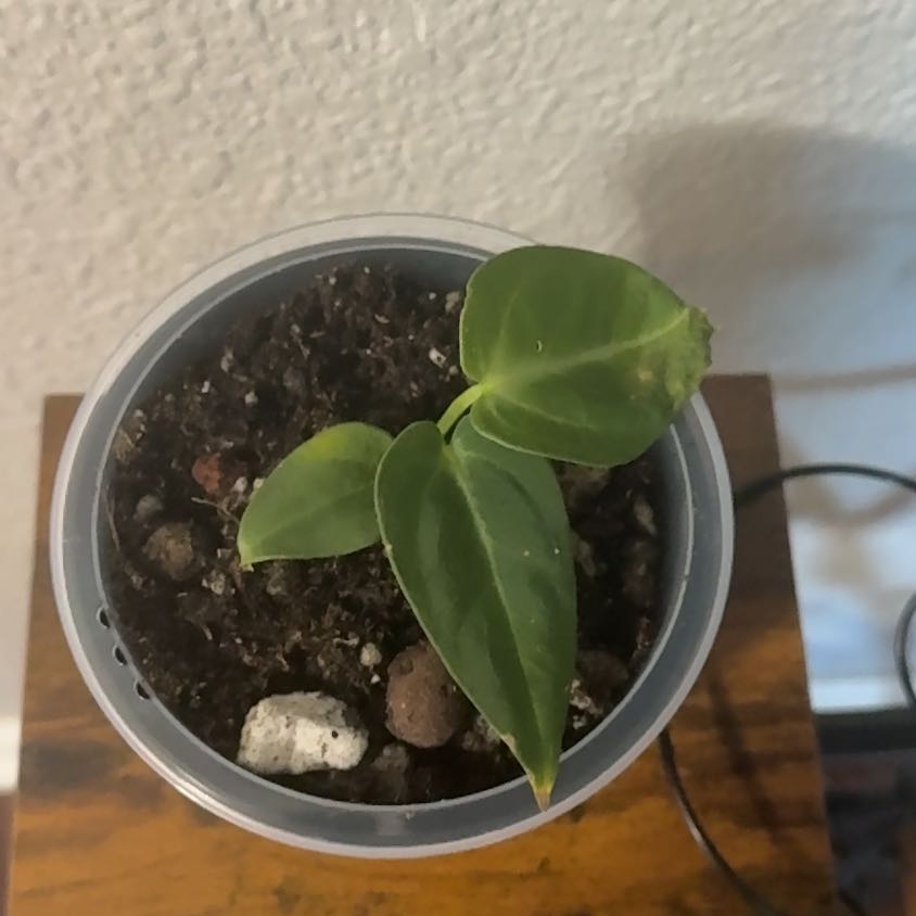 Photo of the plant species Anthurium villenoarum by @HipOnion95 named Demi on Greg, the plant care app