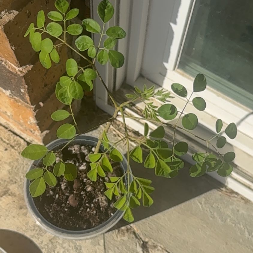 Photo of the plant species Benzoil Tree by @HipOnion95 named Luna on Greg, the plant care app