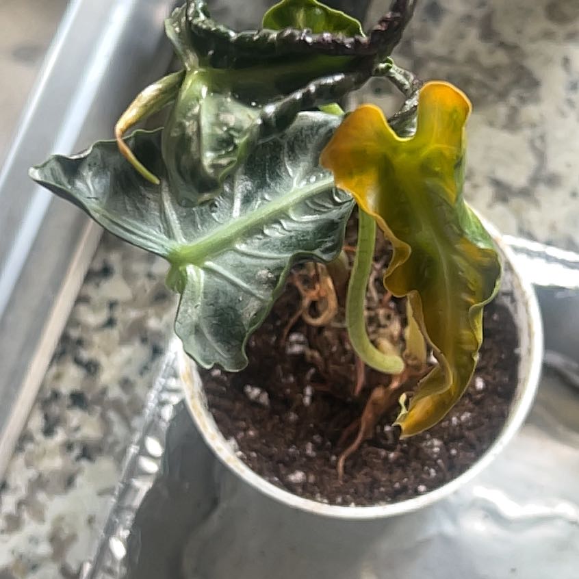 Photo of the plant species Alocasia Loco by @WellbuiltBasil7 named Curie on Greg, the plant care app