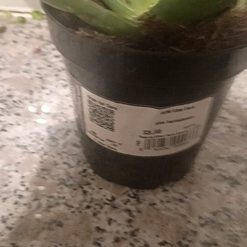 Photo of the plant species Aloe barbadensis by @YeahMelon68 named Cleopatra on Greg, the plant care app