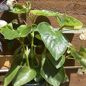 Photo of the plant species Begonia 'Dragon Wing® White' by @ProGambeloak91 named Bruce Lee on Greg, the plant care app