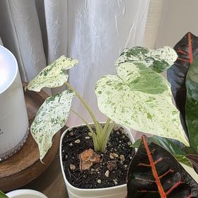 Photo of the plant species Alocasia Blizzard Elephants Ear by @KTB named Snow on Greg, the plant care app