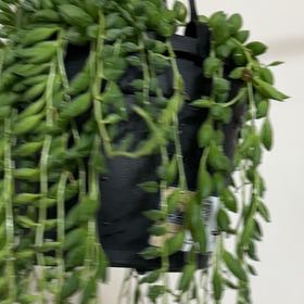 Photo of the plant species String of Teardrops by @FlamboyantCorn1 named Sienna on Greg, the plant care app