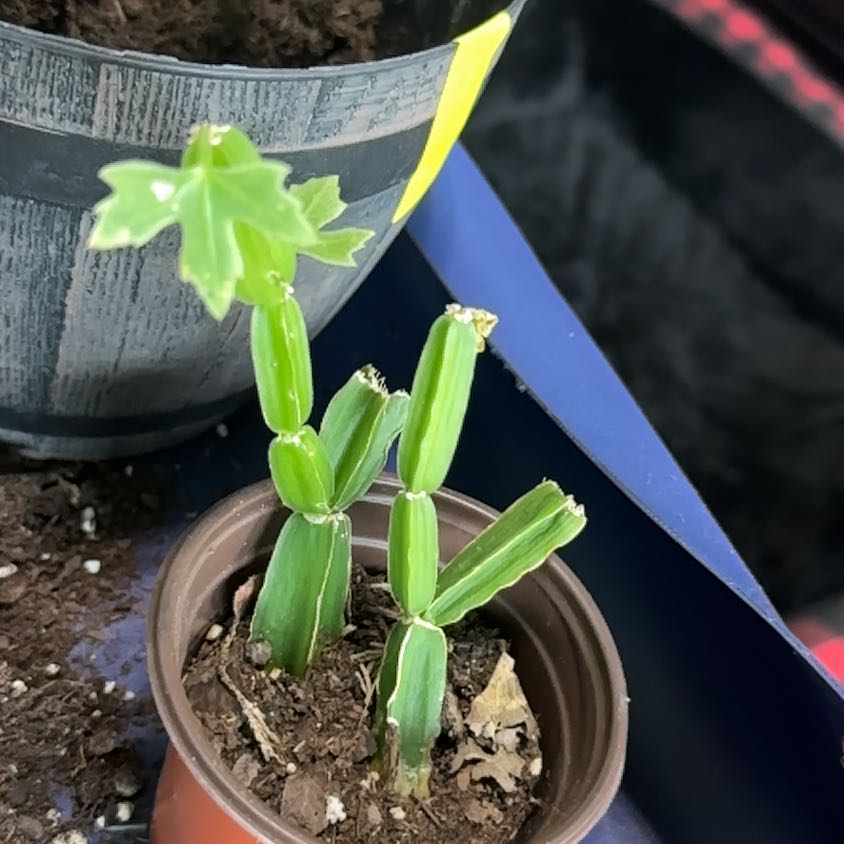 Photo of the plant species Adamant Creeper by @FlamboyantCorn1 named Zeus on Greg, the plant care app