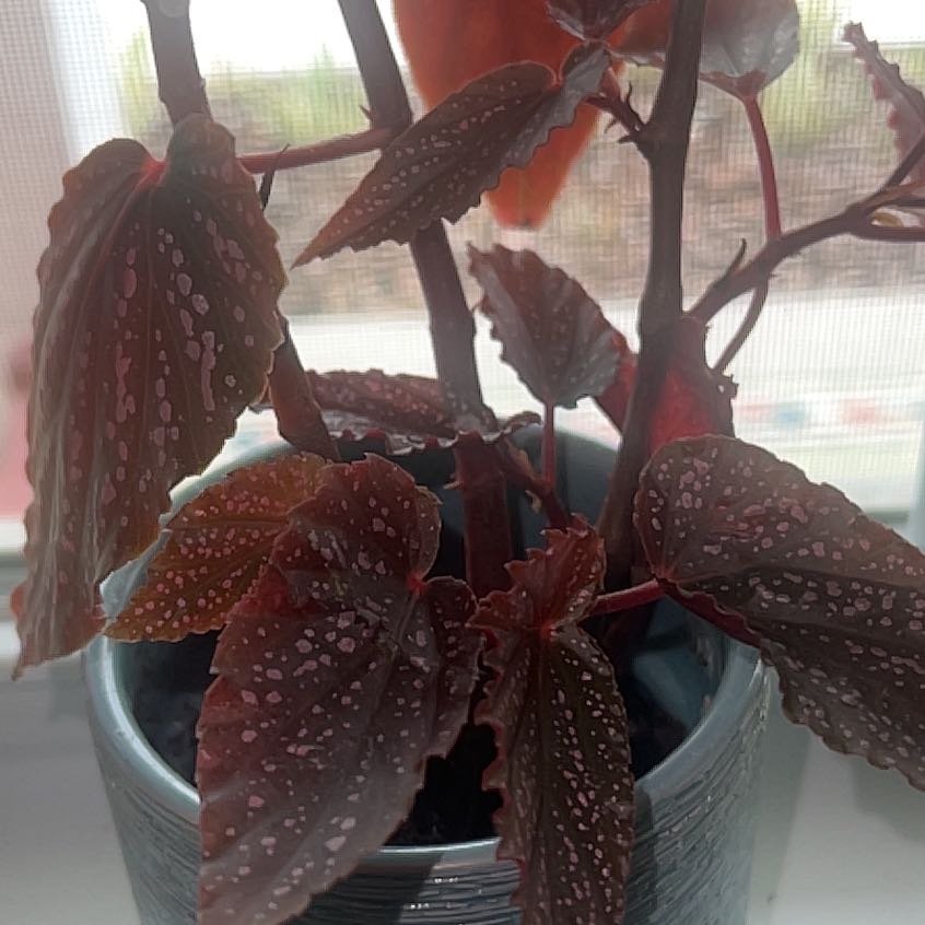 Photo of the plant species Polka Dot Begonia by @WiseJavamoss39 named Sir Plancelot on Greg, the plant care app