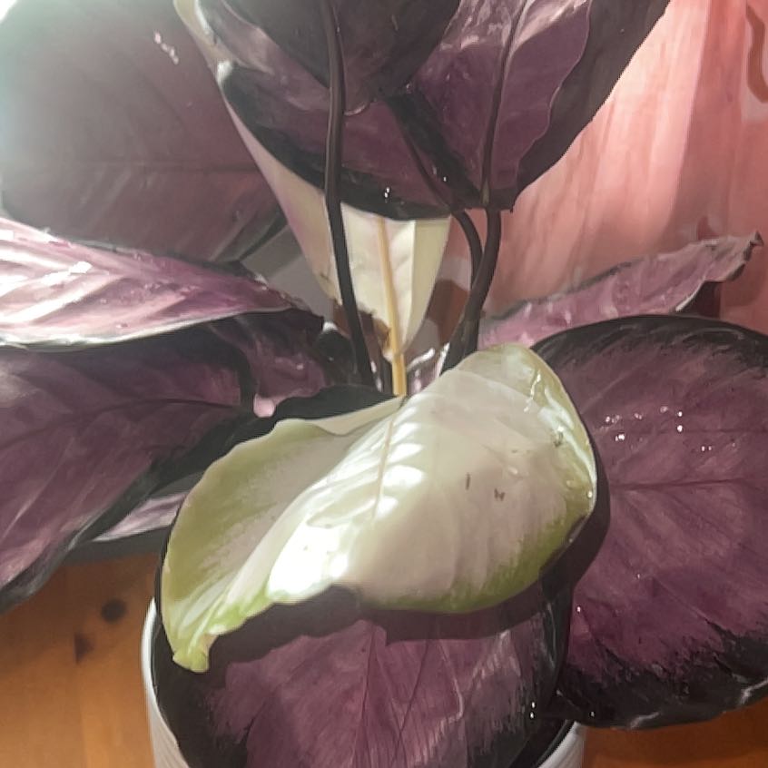 Photo of the plant species calathea rosy by @WiseJavamoss39 named Robert Plant on Greg, the plant care app