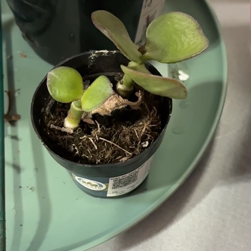 Photo of the plant species Jumbo Jade by @PrudentCactus16 named Mando on Greg, the plant care app