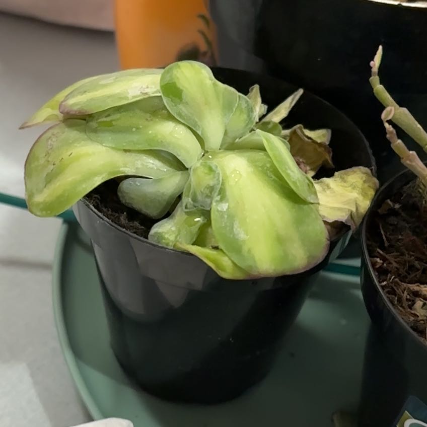 Photo of the plant species Variegated Paddle Plant by @PrudentCactus16 named Gregarious on Greg, the plant care app