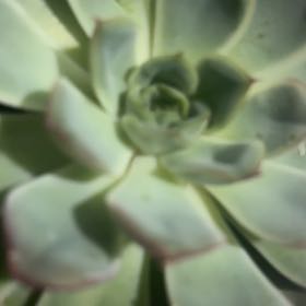 Photo of the plant species Echeveria 'Pink Edge' by @SisterRedrose27 named Budley Dewright on Greg, the plant care app
