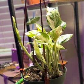 Photo of the plant species Devils Ivy by @PlantLadyyyP named Diabla on Greg, the plant care app