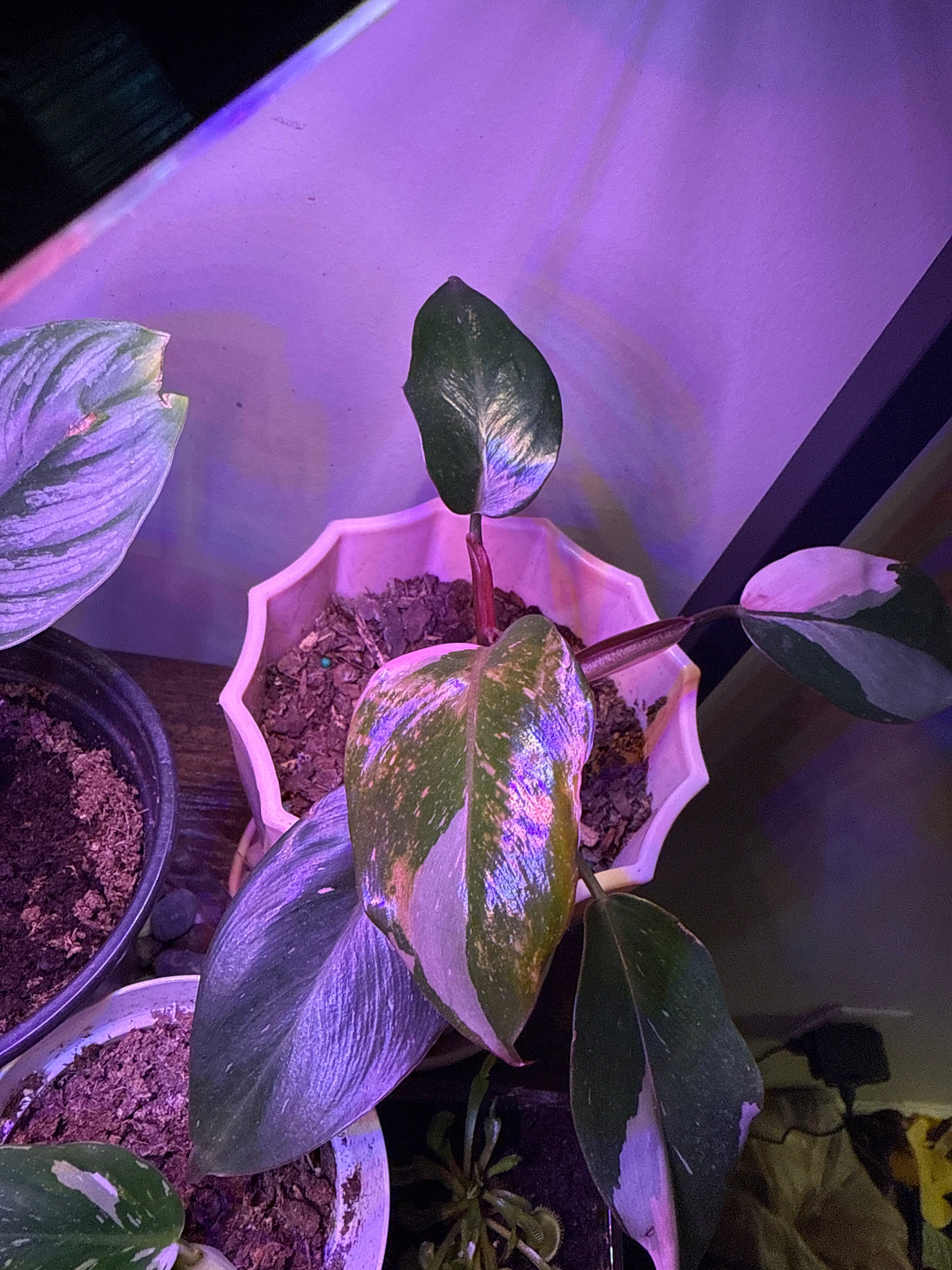 Philodendron 'Williamsii' Care 101: Water, Light & Growing Tips