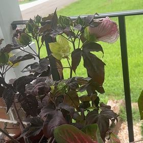 Photo of the plant species Eastern Rosemallow by @PlantLadyyyP named Rosa on Greg, the plant care app
