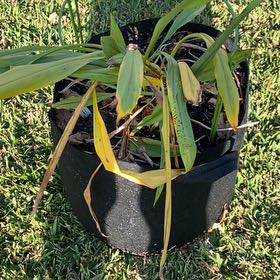 Photo of the plant species Curcuma 'Curleno' by @LoyallyKonjac79 named Luna on Greg, the plant care app