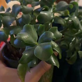Photo of the plant species Crassula by @KnightBaibua99 named Navajo on Greg, the plant care app