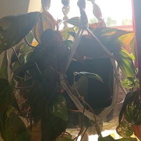 Photo of the plant species Velvet Leaf Philodendron by @MajesticComet92 named Homer on Greg, the plant care app
