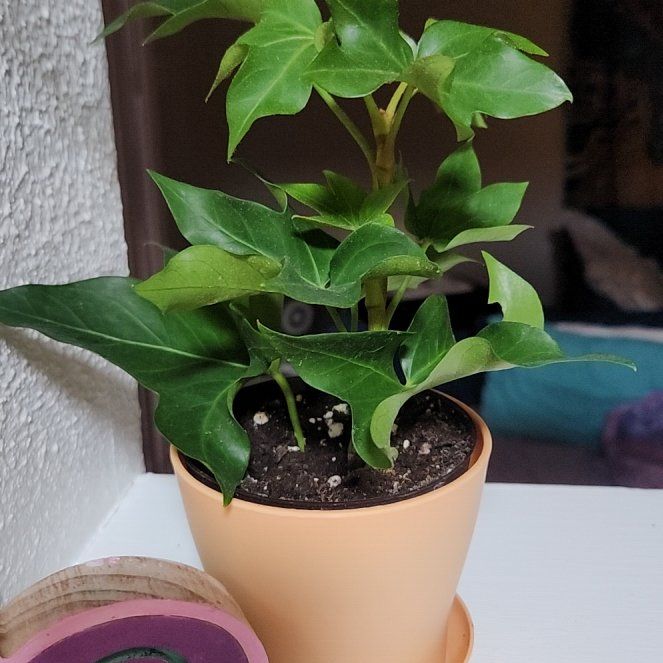 Photo of the plant species Pia Tree Ivy by @RadCowbane72 named Rosa on Greg, the plant care app