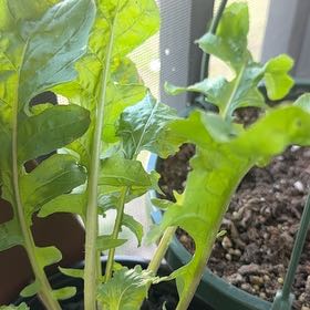 Photo of the plant species arugula by @SavantPigsears7 named Apollo on Greg, the plant care app