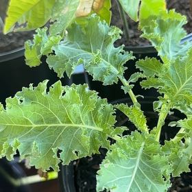 Photo of the plant species Curly Kale 'Reflex' by @SavantPigsears7 named Diana on Greg, the plant care app