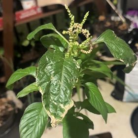 Photo of the plant species Careless Weed by @SavantPigsears7 named Orwell on Greg, the plant care app