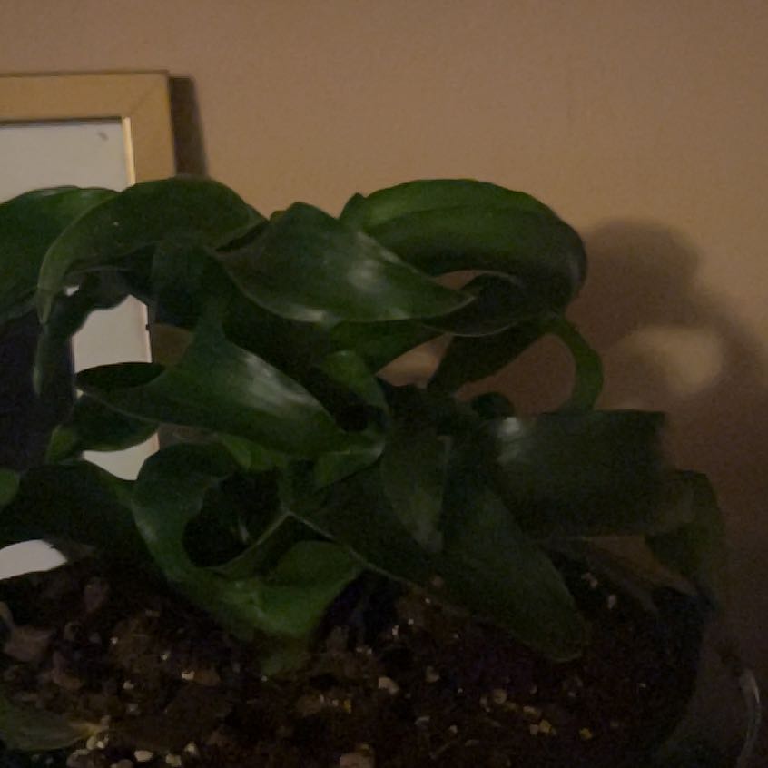 Photo of the plant species Twister by @DelightedMint named Beyonce on Greg, the plant care app