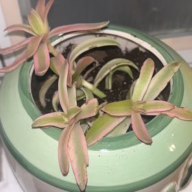Photo of the plant species Crassula capitella subsp. capitella by @YesZinnia12 named Sonora on Greg, the plant care app