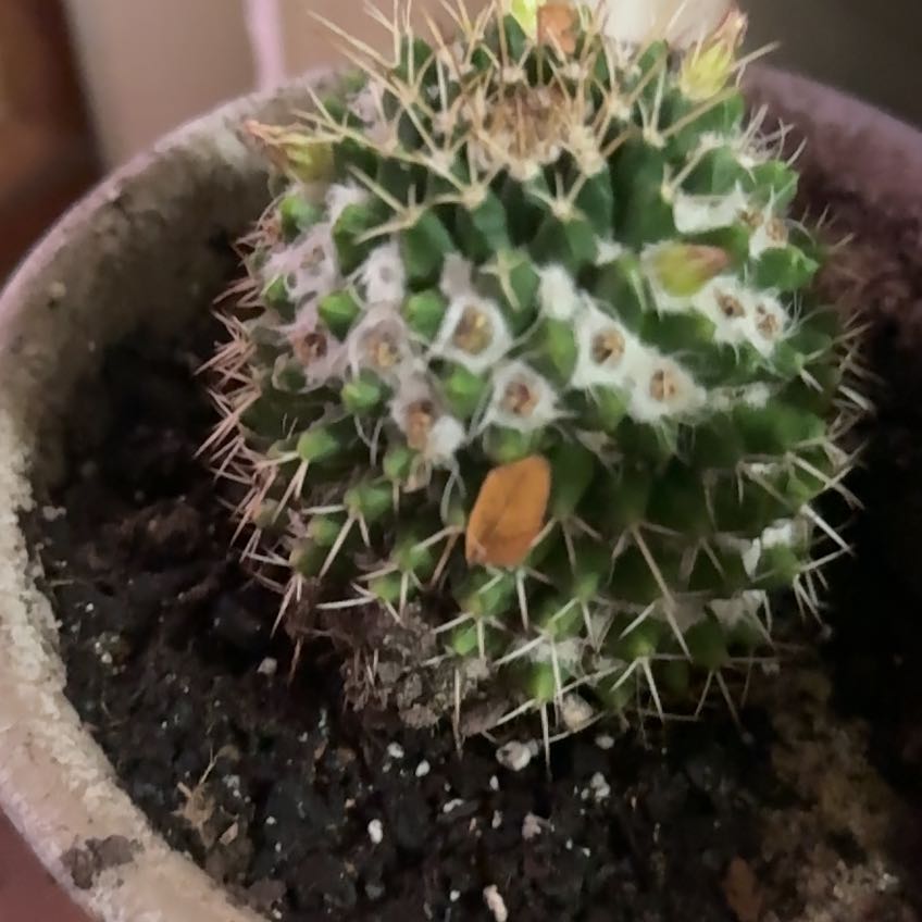 Photo of the plant species Mammillaria karwinskiana 'Nejapensis' by @ProAchiote71 named Luna on Greg, the plant care app