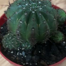 Photo of the plant species Bruch's Chin Cactus by @ProAchiote71 named Mollie on Greg, the plant care app