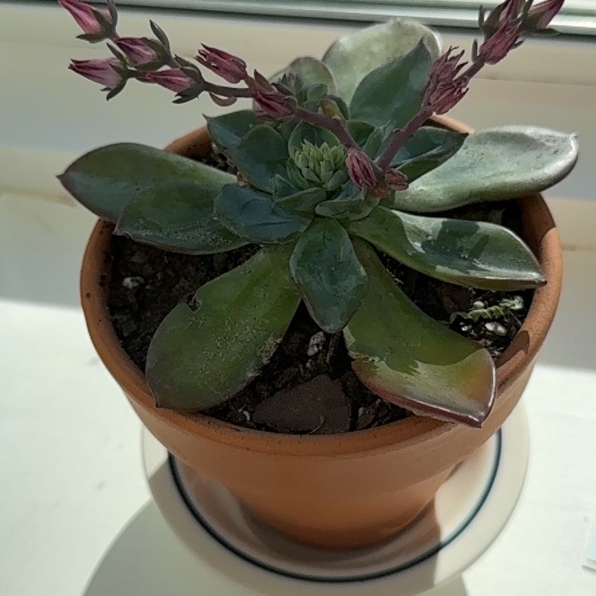 Photo of the plant species Echeveria 'Blue Prince' by @ProAchiote71 named Peter Parker on Greg, the plant care app