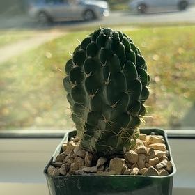 Photo of the plant species Lobivia by @ProAchiote71 named Plato on Greg, the plant care app