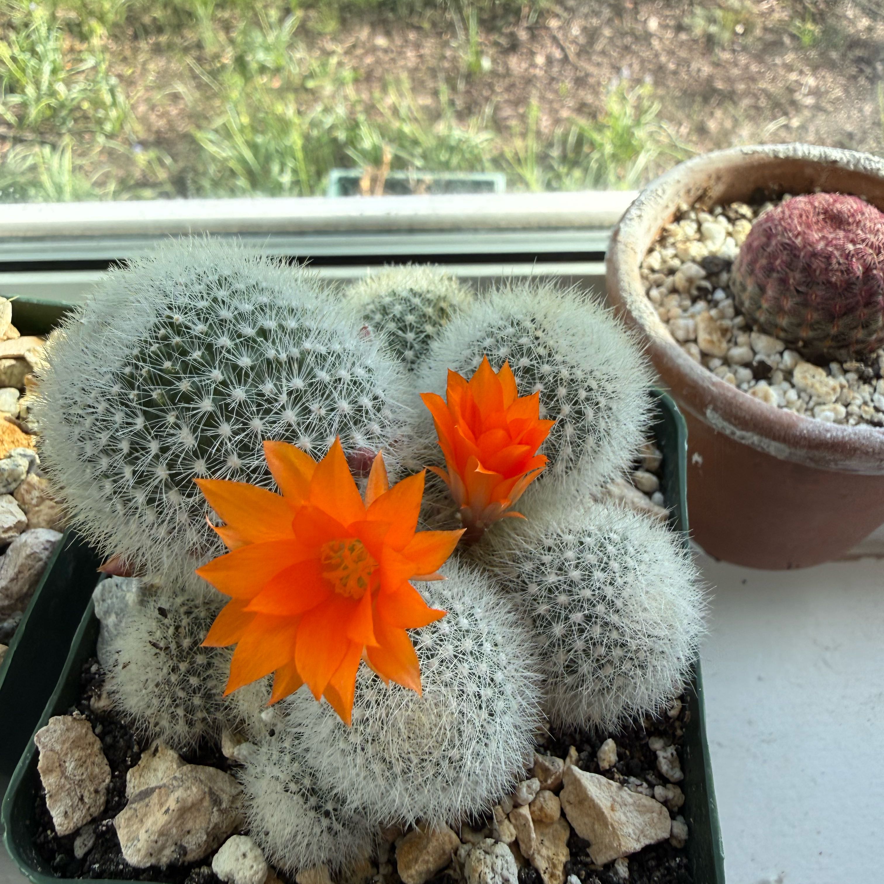 Photo of the plant species Rebutia minuscula by @ProAchiote71 named Sigmund on Greg, the plant care app
