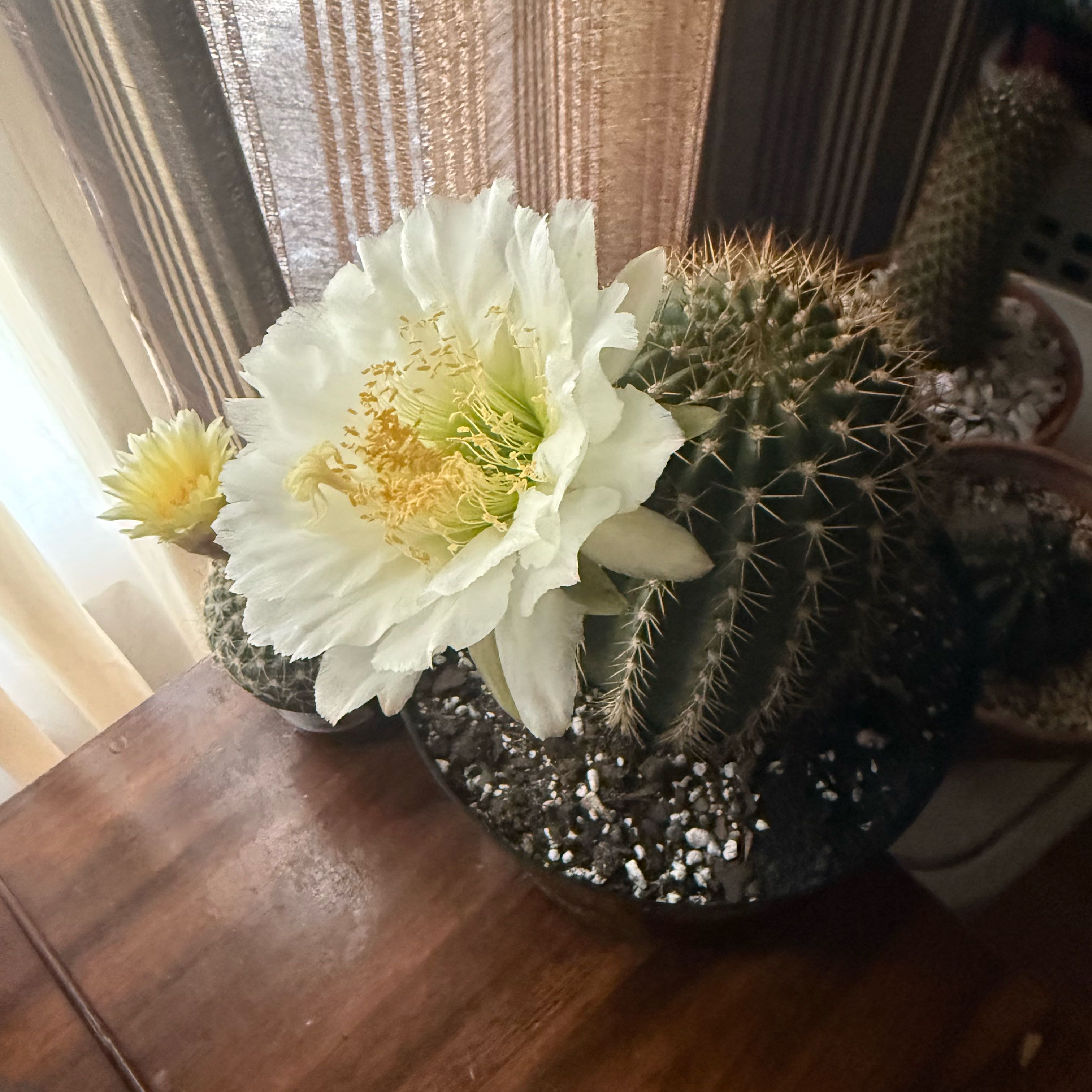 Photo of the plant species Trichocereus poco by @ProAchiote71 named Treeyoncé on Greg, the plant care app