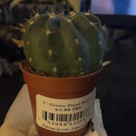 Photo of the plant species Echinopsis subdenudatum 'Dominos' by @ProPecan60 named Fred on Greg, the plant care app