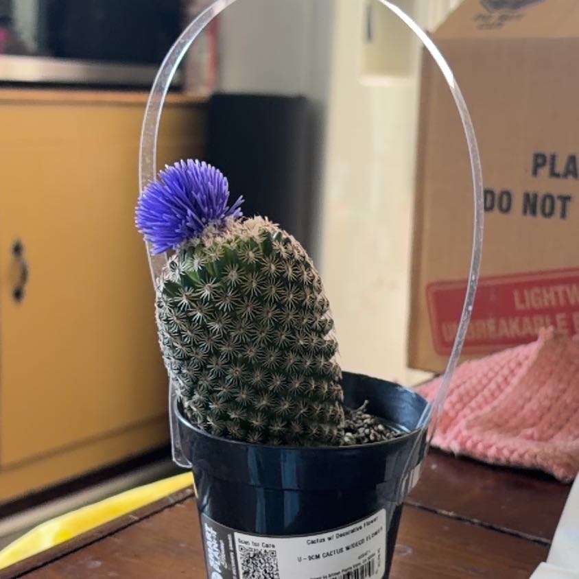 Photo of the plant species Cactus by @ProPecan60 named Bob on Greg, the plant care app