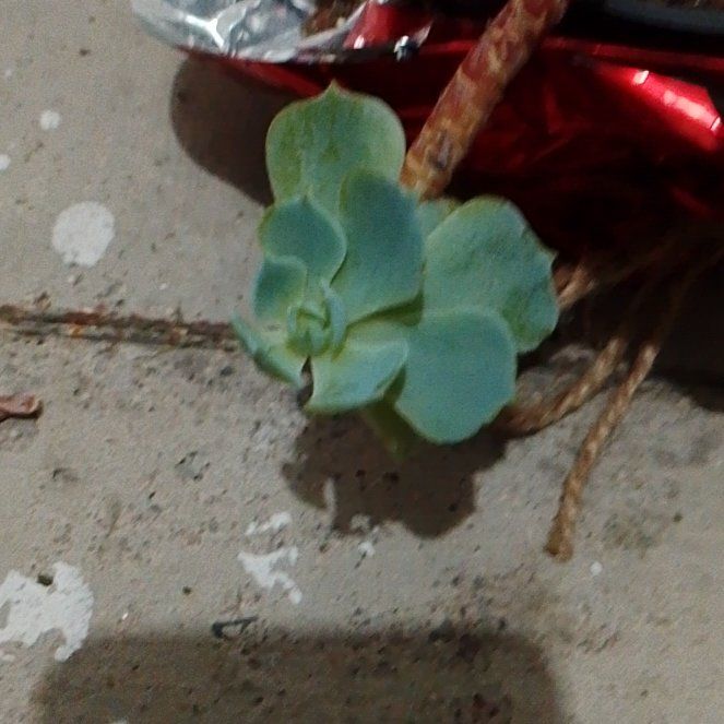 Photo of the plant species Water Lettuce by @TycoonAgave31 named Pond on Greg, the plant care app