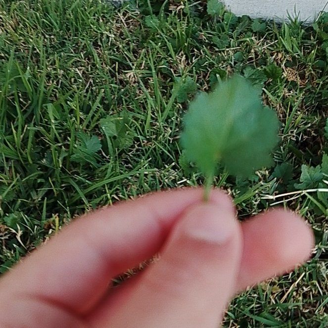 Photo of the plant species Birdeye Speedwell by @TycoonAgave31 named Treeyoncé on Greg, the plant care app