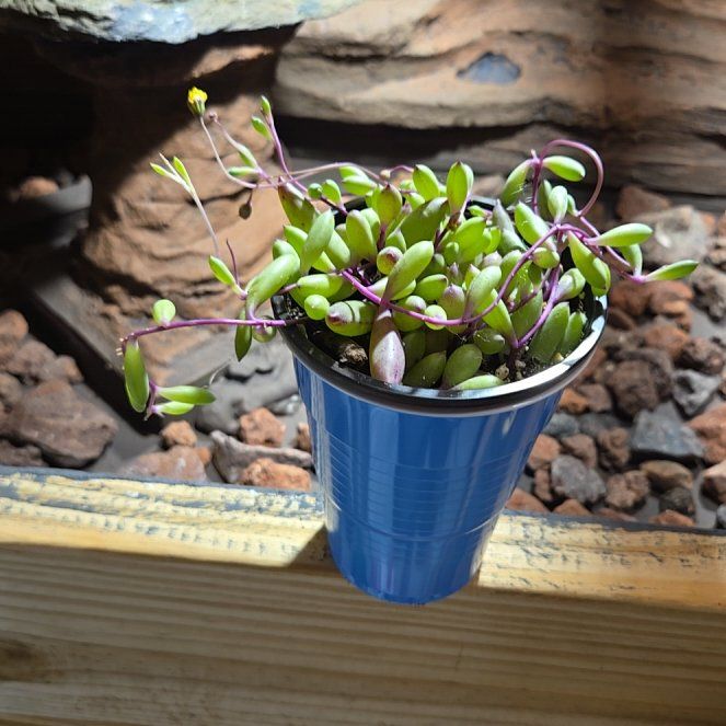 Photo of the plant species Ruby Necklace Plant by @LucidMint55 named Clooney on Greg, the plant care app