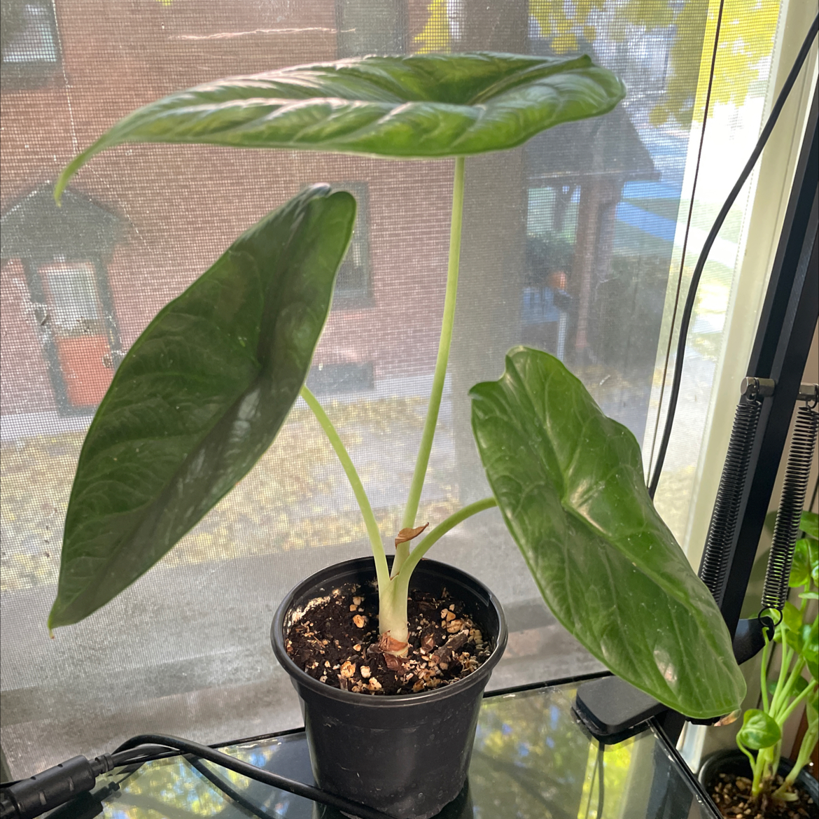 Photo of the plant species Green Unicorn by @PetAvocado82 named Lil’ Corni on Greg, the plant care app