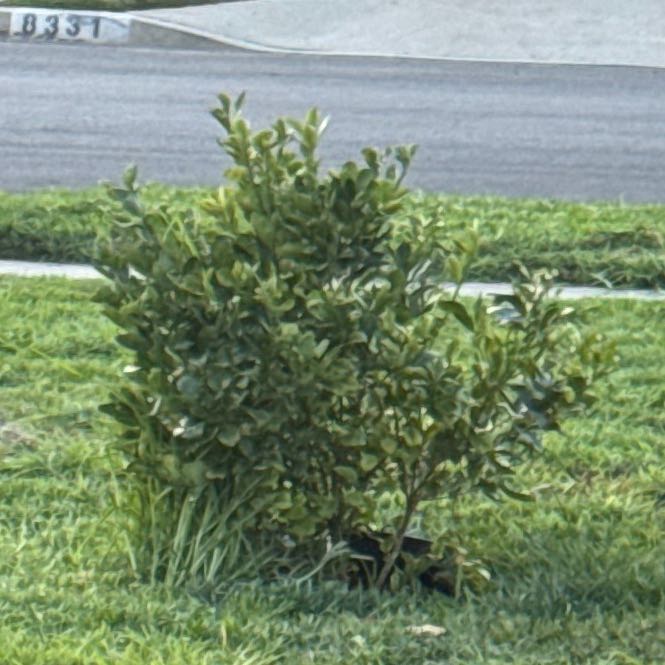 Photo of the plant species Carrotwood by @BigYuzu62 named Beyonce on Greg, the plant care app