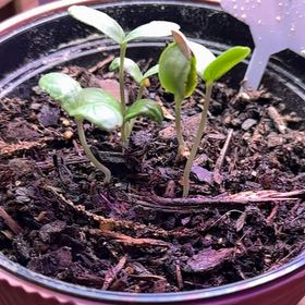 Photo of the plant species Cantaloupe by @StarryIcarus20 named Cleopatra on Greg, the plant care app