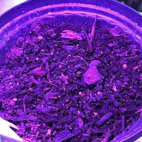 Photo of the plant species Bell Pepper 'Better Bell' by @StarryIcarus20 named Bieber on Greg, the plant care app
