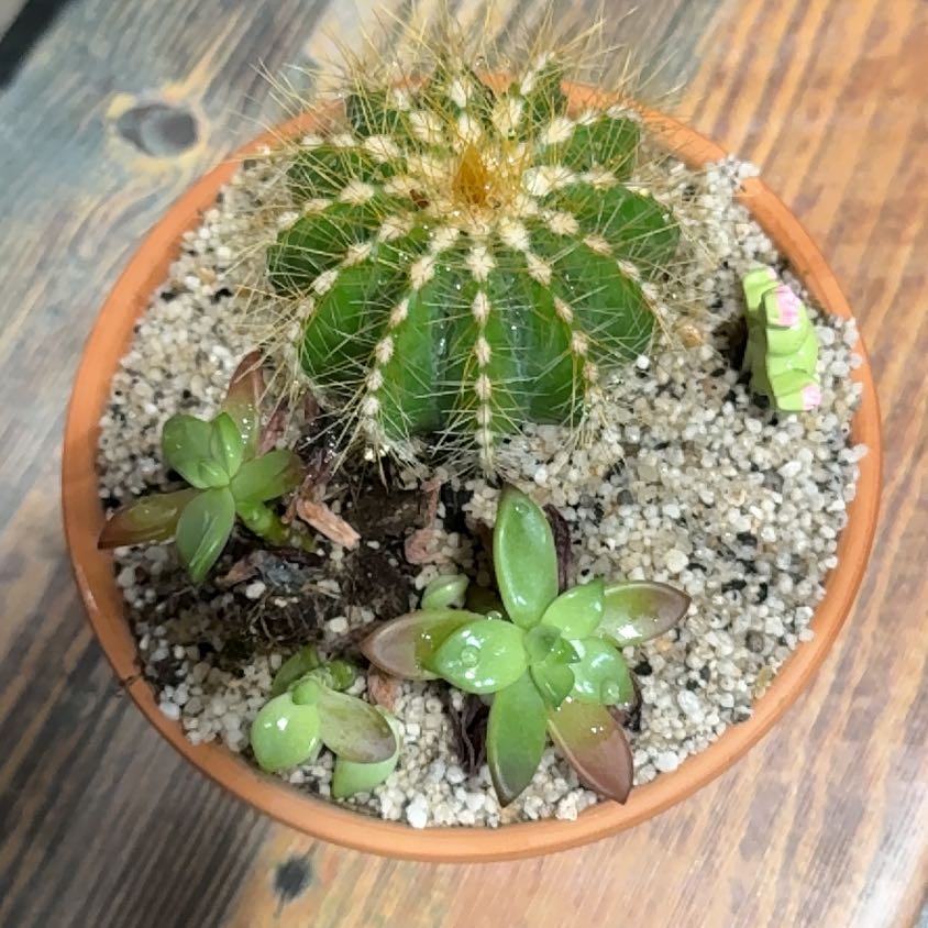 Photo of the plant species Suculent by @PureGermanivy2 named Queen on Greg, the plant care app