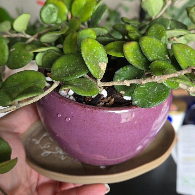 Photo of the plant species Waxplant by @toodlerpoodley named Ms Honey on Greg, the plant care app
