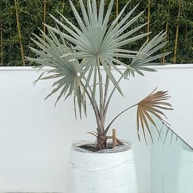 Photo of the plant species Bismarckia by @WinPotato61 named Keanu Leaves on Greg, the plant care app