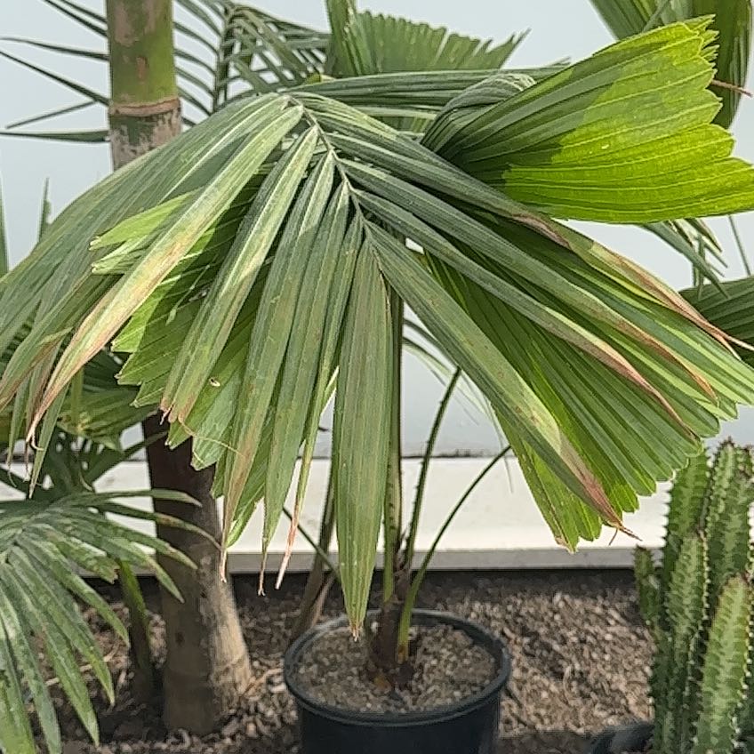 Photo of the plant species Panama Hat Plant by @WinPotato61 named Bruce Lee on Greg, the plant care app