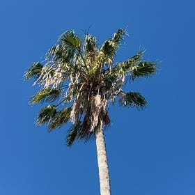 Photo of the plant species Mexican Fan Palm by @WinPotato61 named Bieber on Greg, the plant care app