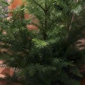 Photo of the plant species Dendrolycopodium dendroideum by @BigGollum55 named Lola on Greg, the plant care app