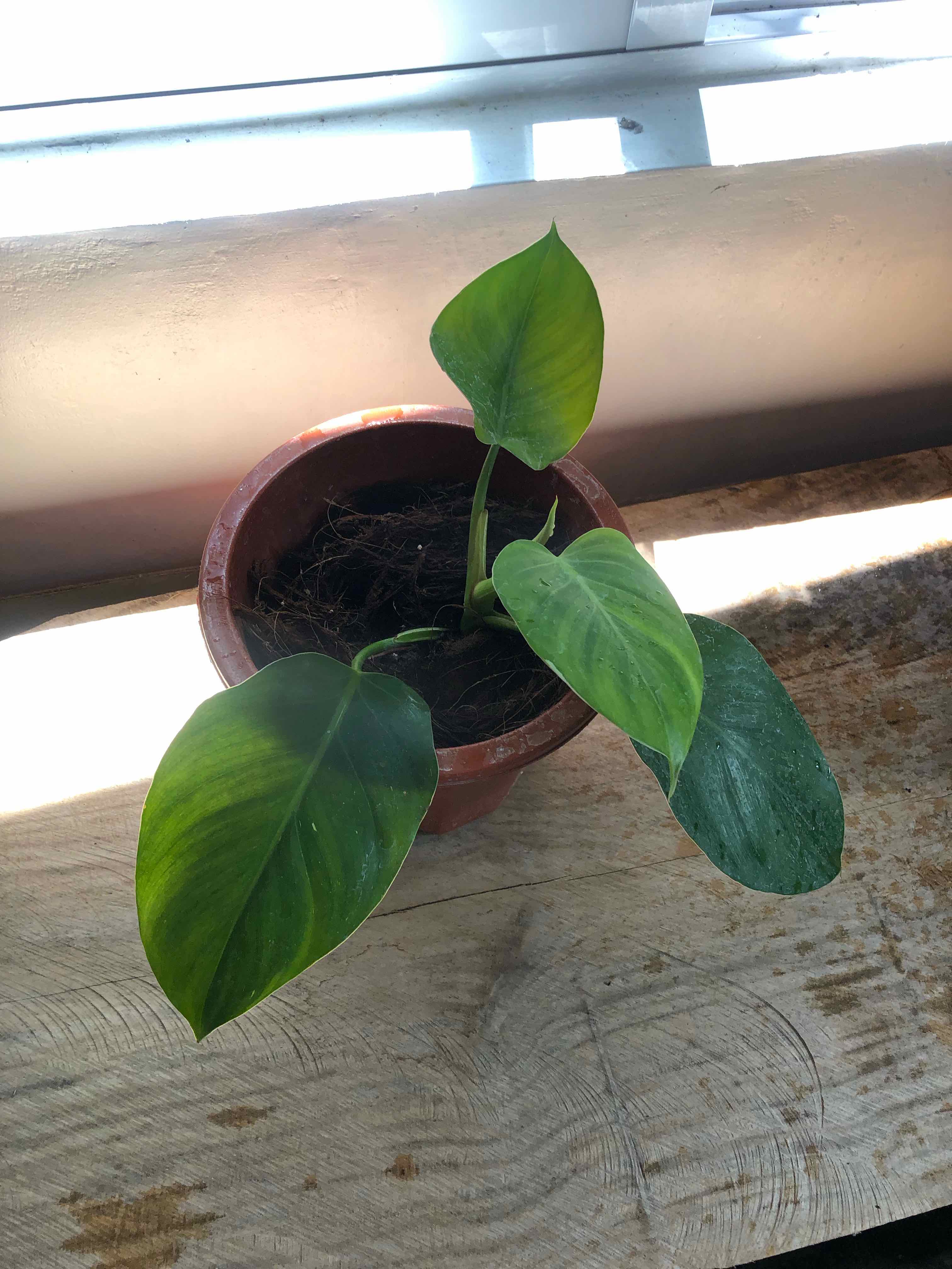 Philodendron 'White Wizard' in a pot with slight leaf yellowing, placed near a window.