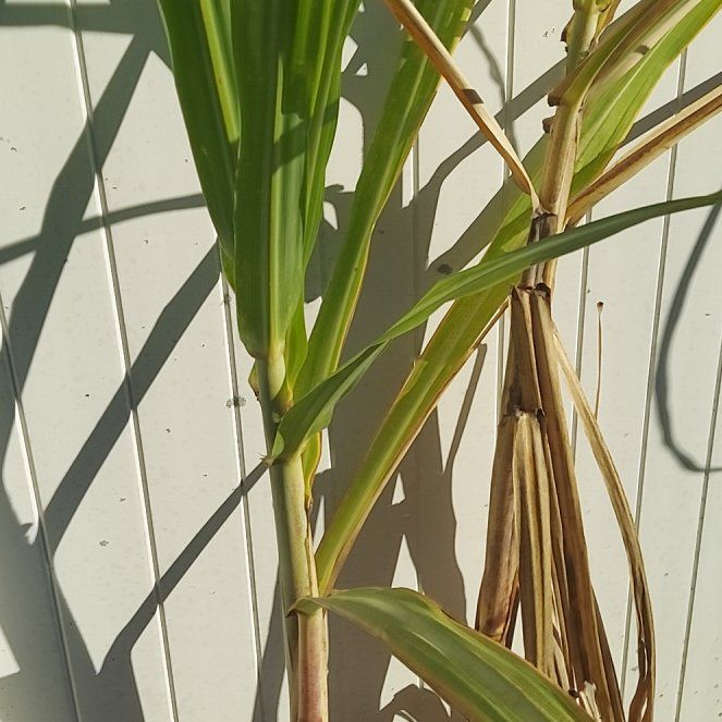 Photo of the plant species Sugar Cane by @BigPigfern49 named Hamilton on Greg, the plant care app