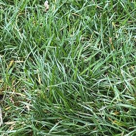 Photo of the plant species Smooth Meadowgrass by @MeekWildlime19 named Anne on Greg, the plant care app